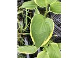 6 X Hosta Aureomarginata - Fucus - Topf 9 X 9 Cm