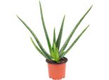 Aloe Vera - Succulenta Purificatrice D'aria E Decorativa, Vaso Ø 12 Cm, Altezza Circa 35 Cm