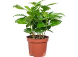Coffea Arabica - Pianta Di Caffè Esotica Per La Casa, Alta Circa 15 Cm, Vaso Ø 9 Cm