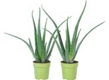Set Di 2 Piante Grasse Decorative E Purificatrici Dell'aria, Vaso Ø 12 Cm, Altezza 35 Cm Circa