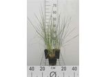6 X Stipa Gigantea - Erba Piuma Gigante - Vaso 9 X 9 Cm