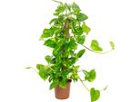 Edera Con Bastoncino Di Muschio - Purificante Per L'aria, Elegante E Semplice - Epipremnum Aureum - Altezza Circa 75 Cm, Vaso Ø 19 Cm
