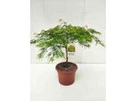 Acer Palmato 'Dissectum' - Acero A Ventaglio Contenitore Da 60-80 Cm