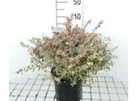 Abelia Grand. 'Confetti'® ('Conti'®) - Abelie Confetti 25- 30 Cm Container