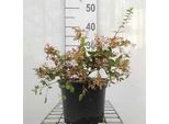 Abelia Grand. 'Francis Mason' ('Variegata') - Abelia Grandiflora Francis Mason 25- 30 Cm In Contenitore