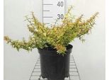 Abelia Grand. 'Caleidoscopio'® - Abelia Grandiflora Kaleidoscope 25- 30 Cm Contenitore
