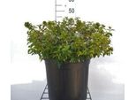 Abelia Grand. 'Caleidoscopio'® - Abelia Grandiflora Caleidoscopio 50- 60 Cm Contenitore