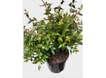 Abelia Grand. Prostrata' - Abelia 25- 30 Cm In Contenitore