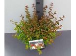 Abelia Grand. 'Sherwood' - Abelia Sherwood A Fiore Grande 25- 30 Cm In Contenitore