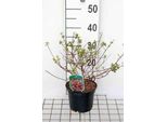 Abelia Grand. 'Sunshine Daydream'® - Abelia 25- 30 Cm In Contenitore