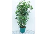 Camelia Japonica Wit-Blanc - Camelia Japonica Weiß 60- 80 Cm Contenitore