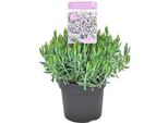 Andromeda Pol. 'Blue Ice' - Erica Lavanda Blue Ice 15- Contenitore Da 20 Cm
