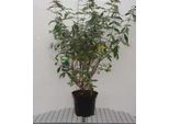 Buddleja Dav. 'Pink Panther'® - Cespuglio Di Farfalle 60-80 Cm In Contenitore