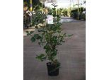 Camellia Japonica In Specie E Varietà - Camellia Japonica In Sorten Und VarietäTen 50- 60 Cm Container
