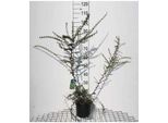 Berberis Stenophylla - Crespino A Foglie Strette 40- 50 Cm In Contenitore