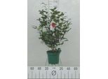 Camellia Japonica In Specie E Varietà - Camellia Japonica In Sorten Und VarietäTen 60- 80 Cm Container