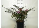 Abelia 'Edward Goucher' - Abelie 'Edward Goucher' 25- 30 Cm In Contenitore