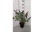 Buddleja Dav. Reve De Papillon Pink'® - Lilla Estivo 40- 60 Cm In Contenitore