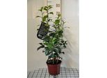 Camellia Japonica Roze-Rose - Camellia Japonica Rosa 50- 60 Cm In Contenitore