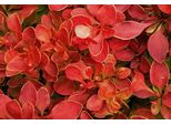 Berberis Thunb. 'Admiration'® ( 'Or. Compact') - Rote Zwergberitze Admiration 30- 40 Cm Container