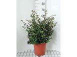 Abelia 'Edward Goucher' - Abelie 'Edward Goucher' 50- 60 Cm In Contenitore