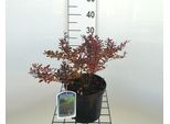 Berberis Thunb. 'Atr. Nana' ('Piccola Favorita') - Berberitze 20- 25 Cm Contenitore