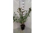 Buddleja Dav. 'Reve De Papillon White'® - Arbusto Delle Farfalle 40- 60 Cm In Contenitore