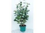 Camellia Japonica Roze-Rose - Camellia Japonica Rosa 60- 80 Cm In Contenitore