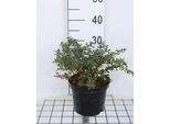 Berberis Verruculosa - Crespino Verrucoso Sempreverde Contenitore Da 25-30 Cm