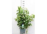 Cephalanthus Occ. 'Fiber Optics'® - Cespuglio A Fibre Ottiche Contenitore Da 60-80 Cm