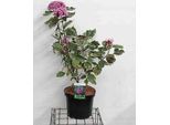 Clerodendrum Bungei 'Pink Diamond'® - Clerodendrum Bungei Pink Diamond 60- 80 Cm In Contenitore