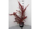 Berberis Thunb. 'Rose Glow' - Berberitze 30- 40 Cm In Contenitore