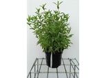 Cistus Crispus - Cistus 20- Contenitore Da 25 Cm