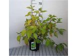 Cornus Alba 'Aurea' - Corniolo 60-80 Cm In Contenitore