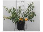 Chaenomeles Jap. 'Sargentii' - Cotogno Di Palude 30- 40 Cm Contenitore