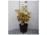 Cotinus Cogg. 'Flamissimo'® - Arbusto Di Parrucca 40- 60 Cm In Contenitore