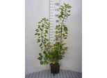 Cotinus Cogg. 'Golden Spirit'® ( 'Ancot'®) - Arbusto Parrucca Golden Spirit 40- 60 Cm Contenitore
