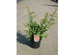 Chaenomeles Sup. 'Nicoline' - Zierquitte Giapponese 30- 40 Cm Contenitore