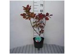 Cotinus Cogg. 'Old Fashioned'® - Arbusto Di Parrucca 40- 60 Cm In Contenitore