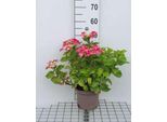 Ortensia 'Teller Red' (Rosso/Rosso) - Ortensie In Contenitore Da 25-30 Cm
