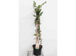 Chaenomeles Sup. 'Salmon Horizon' - Zierquitte Giapponese 60-80 Cm In Contenitore