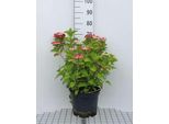 Ortensia 'Teller Red' (Rosso/Rosso) - Ortensie 40- 60 Cm In Contenitore