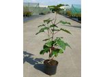 Clerodendrum Bungei - Fiore Di Fiamma 40- Contenitore Da 60 Cm
