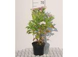 Ortensia 'Teller White' (Bianco/Bianco) - Ortensie In Contenitore Da 25-30 Cm