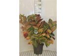 Ortensia 'Teller White' (Bianco/Bianco) - Ortensie 40- 60 Cm In Contenitore
