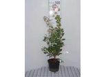 Cotinus Cogg. 'Young Lady'® - Arbusto Di Parrucca Young Lady 40- 60 Cm In Contenitore