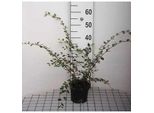 Cotoneaster Franchetii - Nespolo Da Frutto 40- 60 Cm Contenitore
