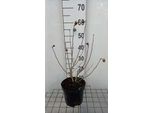Ibisco Syr. Eleonore' - Ibisco Da Giardino 40- Contenitore Da 60 Cm
