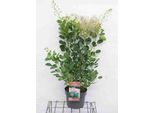 Cotinus Cogg. 'Young Lady'® - Arbusto Di Parrucca Young Lady 50- 60 Cm In Contenitore