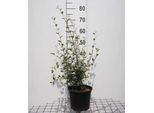 Cotoneaster Franchetii - Nespolo Da Frutto 60-80 Cm Contenitore